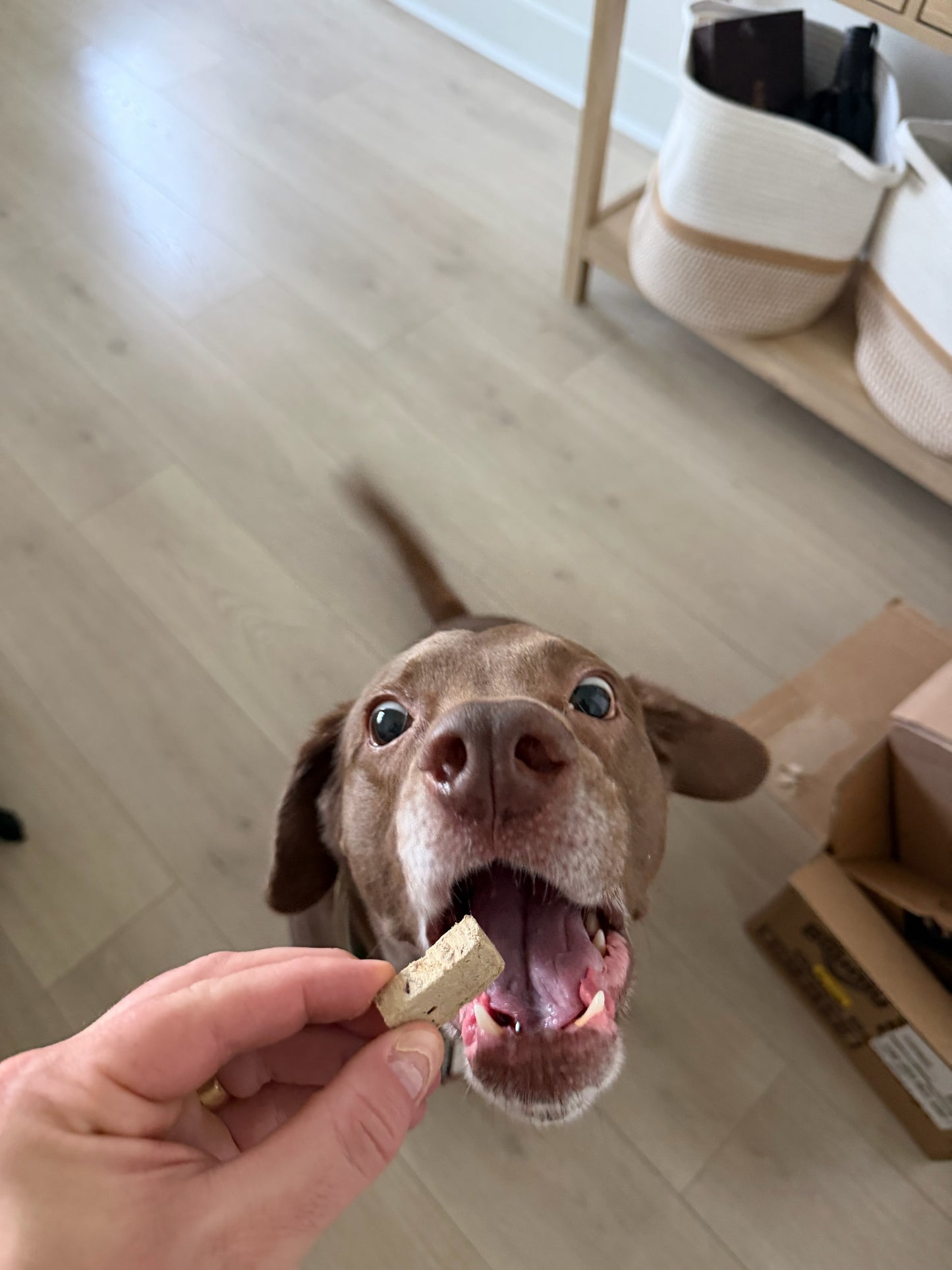 Dog Treats - Pasture Raised Beef Liver