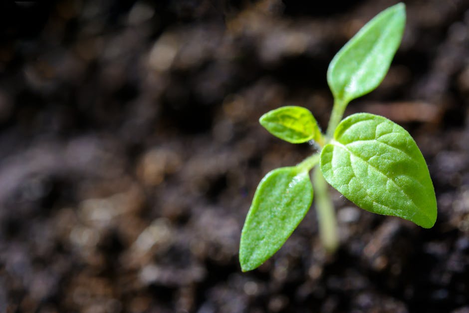 What Makes Micro Greens a Superfood?