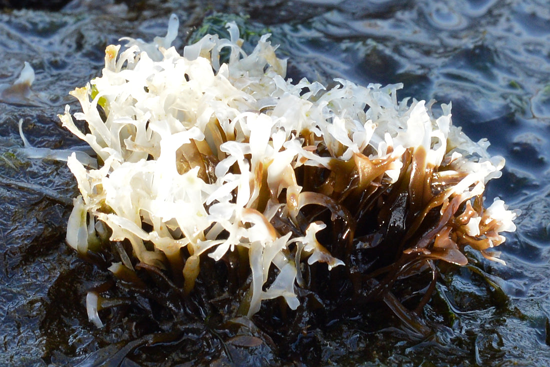 Real Irish moss seaweed, Chondrus crispus, growing near the shoreline