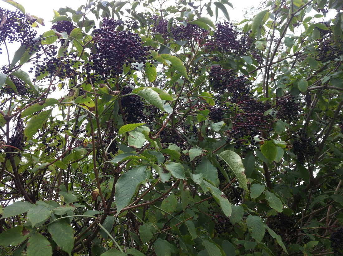 Real elderberries growing on a Sambucus nigra branch