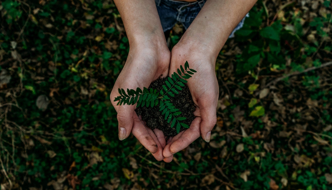 hands holding small plant seedling in soil
