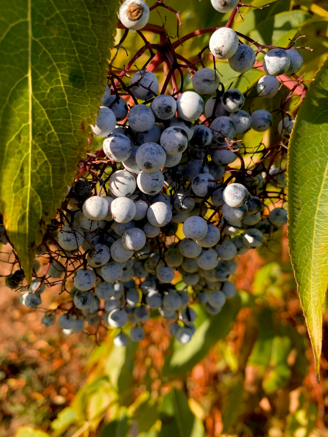 A bunch of blue berries hanging from a tree