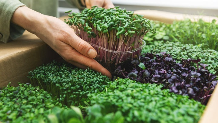 MICROGREENS SAMPLER BOX